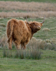 Highland cow grazing in rough grassland.