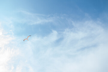 Seagull flying in blue sky