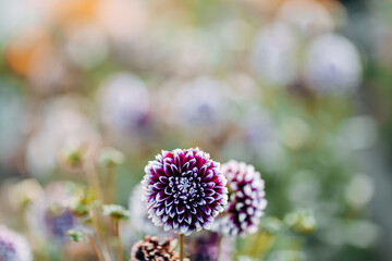Purple flowers in spring. Aster flowers in sunset.