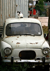 Abandoned cat on abandoned car , Santiago, Chile