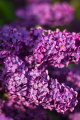Obraz na płótnie Canvas Close-up photo flowers purple lilac tree nature spring garden 