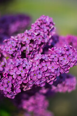 Close-up photo flowers purple lilac tree nature spring garden 