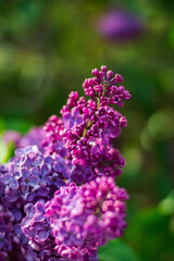 Close-up photo flowers purple lilac tree nature spring garden 