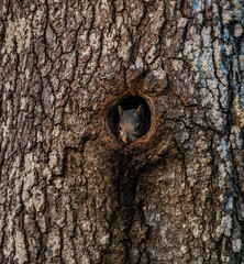 Squirrel in a tree hole
