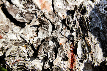 Pine bark texture with lichen and resin under the sun