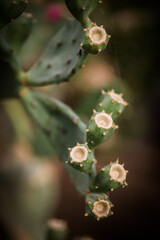 Green cactus thorns detail