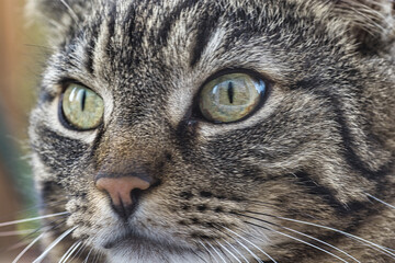 Charaktervoller Kater vom Nachbarn 