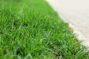 Green grass and sidewalk in the park