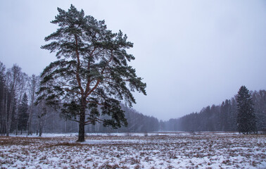A lonely tree on a snowy day