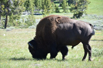 Fototapeta premium Bison, Wyoming