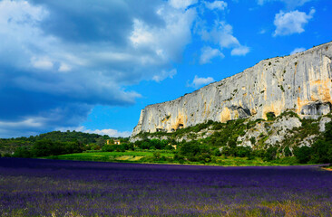 Fototapeta premium lavender field, lawendowe pole, yellow rocks and lavender field, blue sky