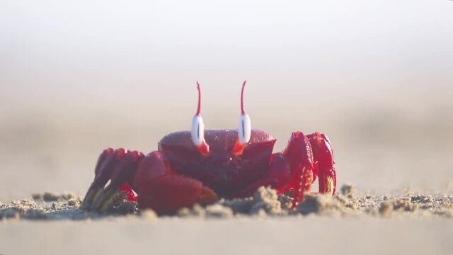 Red ghost crab sun bathing idly on a sandy beach in Cox's Bazar, Bangladesh. Close up shot