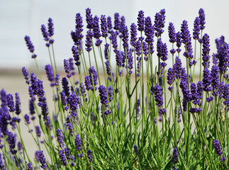 lawenda wąskolistna - lavender - Lavandula angustifolia	 - obrazy, fototapety, plakaty