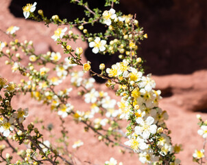 Wildflowers blooming in the red rock desert in springtime - Arches National Park, Utah, USA