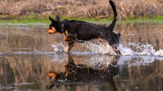 Black and tan kelpie dog wade through the water towards his toy, splashing water. Calm water reflects trotting dog, flying droplets, and surroundings. Golden hour, slow motion.