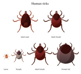 Stages of tick development, adult female, male, larva, nymph, fed female tick, information about ticks, vector illustration
