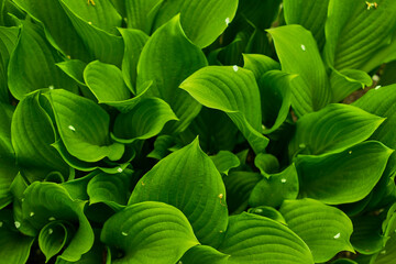 lily of the valley leaves