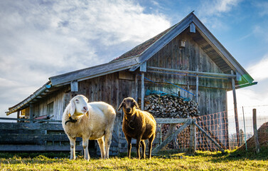 Obraz premium sheep at a farm
