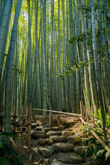 Green bamboo forest with a stone pathway in Hokoku-ji Temple, Kamakura, Japan. Known as the 