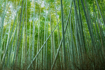Green bamboo forest background in Arashiyama, near Kyoto, Japan. 