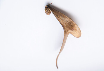 A blur of brown dry field tread on a white background. There is a round brown seed, creative nature in Dipterocarpus alatus