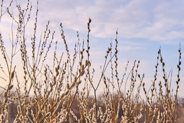 Blooming willow tree branches against the background of the cloudy sky.