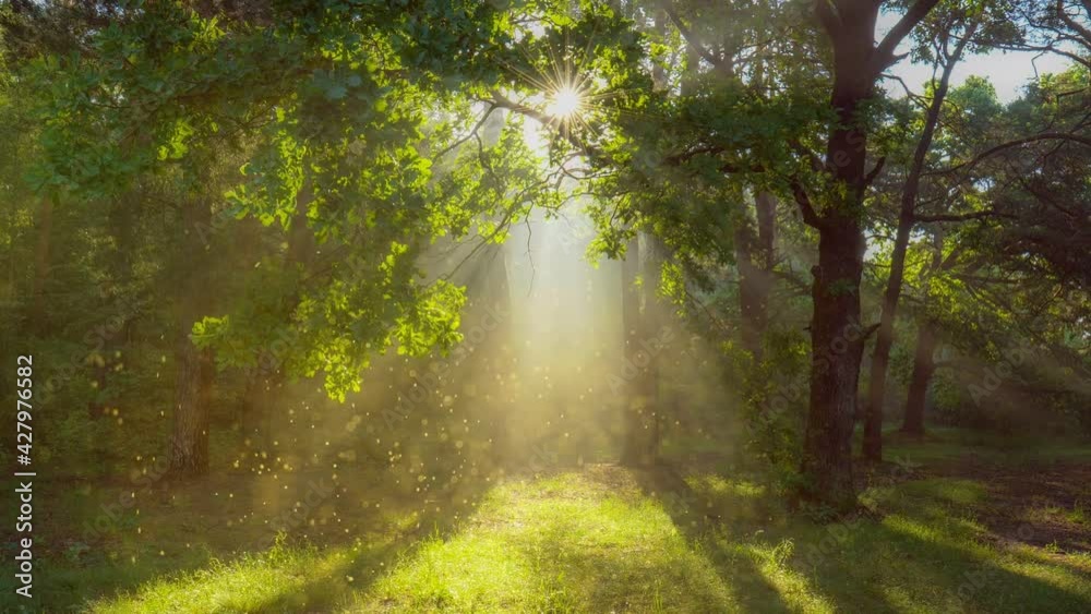 Poster fairytale forest, dolly zoom effect. gold dust floats in the air and is illuminated by the rays of t