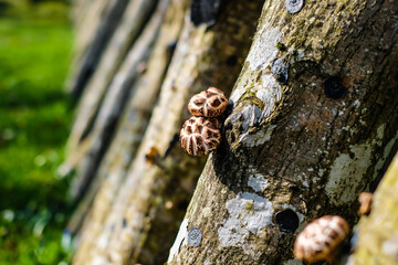 Shiitake mushroom growing on trees outdoors. Green farming. Cultivation and growth of the Shiitake mushrooms in Japanese technology on oak logs . Defocused