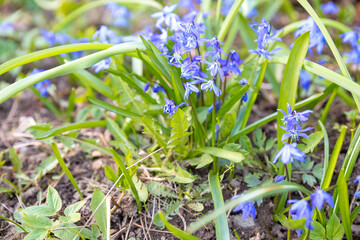 Obraz premium The first spring flowers scilla of blue in the forest among last year's foliage. blue flowers,bluebell in garden.