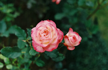 Pink rose blooms in the garden