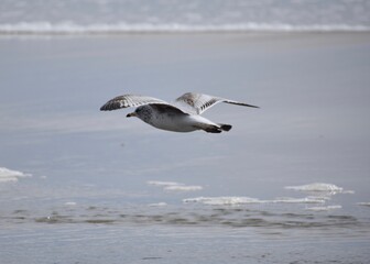Seagull
