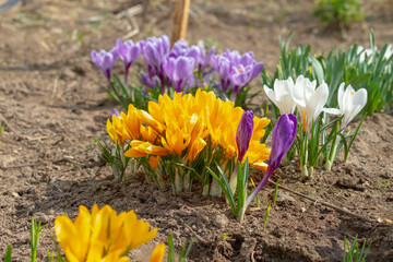 Young leaves and flowers of crocuses on a flower bed in the park in the spring