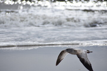 Seagull