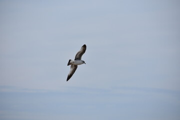 Seagull
