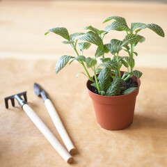 beautiful indoor plant fittonia potted plant transplant, close-up