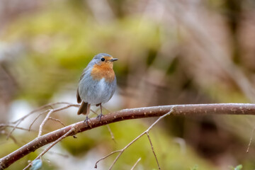 Little Robin