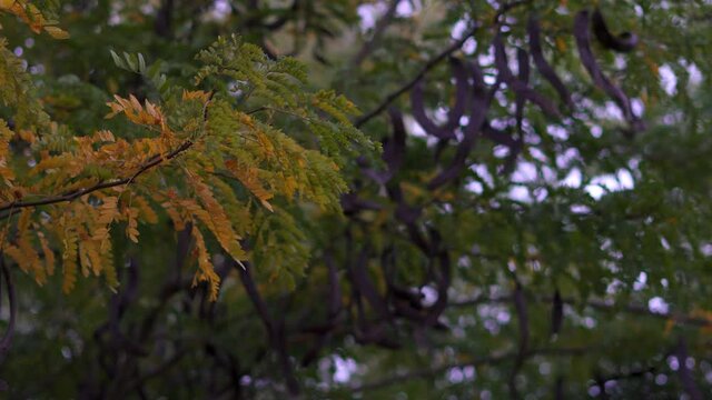 Autumn leaves and Ceratonia siliqua beans