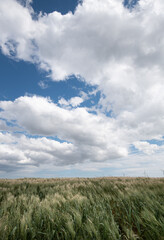 Obraz premium Green agriculture cereal field against cloud sky in spring