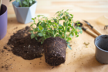 transplanting plants in roots at home, planting tools
