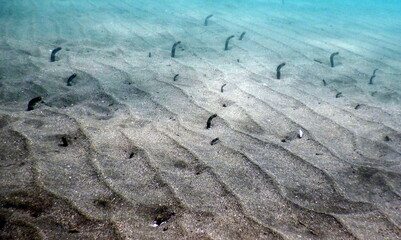 Costa Rica Pacific sea life