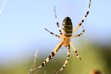 araignée argiope frelon sur sa toile en contre jour