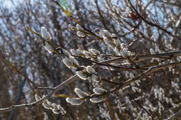 Russia. April 11, 2021. In early spring, the first buds bloom on the willow.