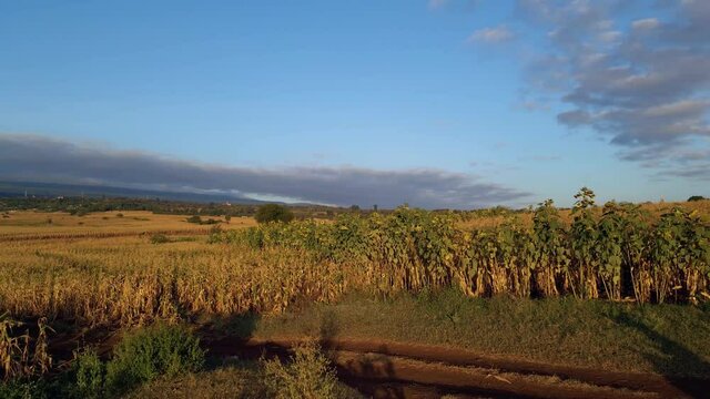 Aerial view away from dry sunflowers, on the countryside of Africa - reverse, drone shot