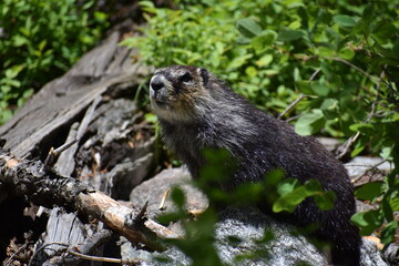 Wildlife
