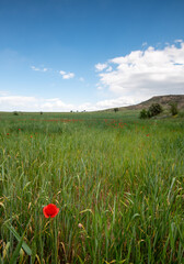 Grassland field full of red beautiful poppy anemone flowers in spring