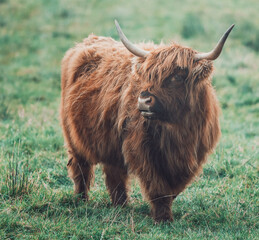 scottish highland cow