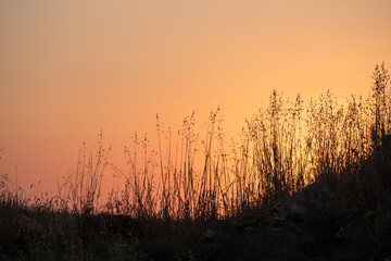 Fototapeta na wymiar Bright sunrise in the field against clear orange sky