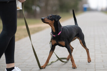Young handsome German pinscher on a leash in cloudy weather.
