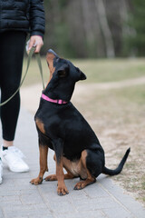 Young handsome German pinscher on a leash in cloudy weather.