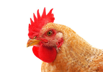 Young rooster head isolated on white